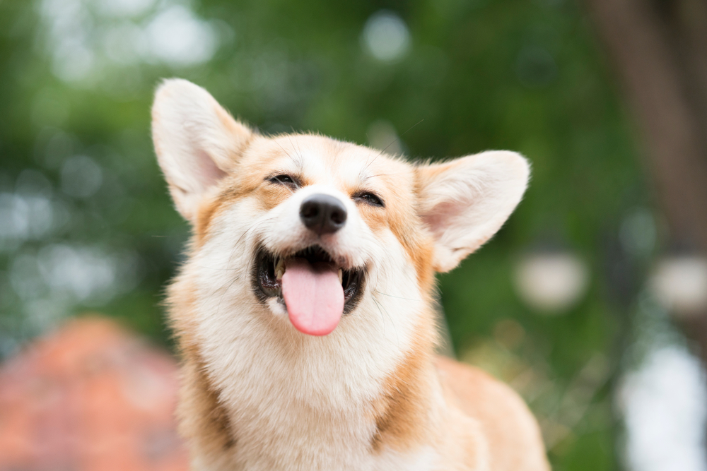 Animal shelter volunteer