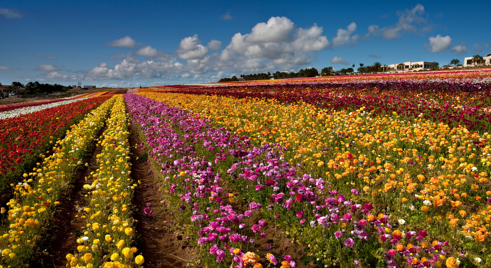 the pros and cons of living in carlsbad