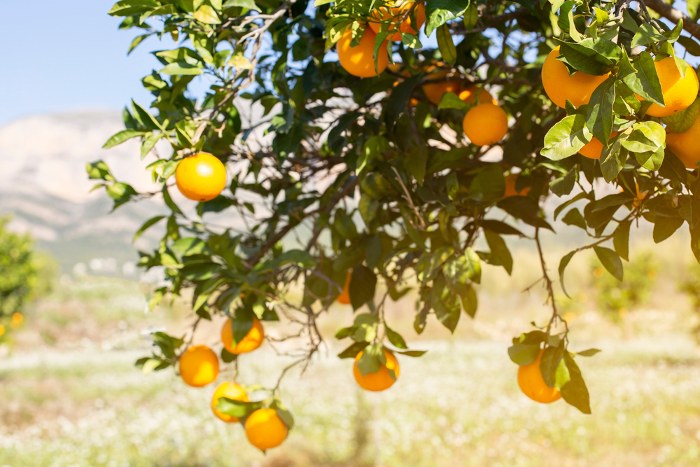 things-to-do-in-Riverside-California things to do in Riverside California