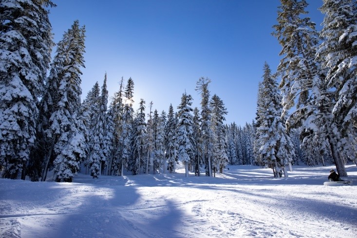 snow on trees on top of mountain
